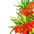 Fritillaria imperialis flower paradise tree. vector illustration