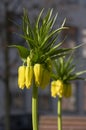 Fritillaria imperialis Maximea Lutea crown imperial flower in bloom, beautiful tall yellow flowering spring bulbous plant Royalty Free Stock Photo