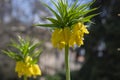 Fritillaria imperialis Maximea Lutea crown imperial flower in bloom, beautiful tall yellow flowering spring bulbous plant Royalty Free Stock Photo