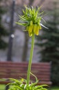 Fritillaria imperialis Maximea Lutea crown imperial flower in bloom, beautiful tall yellow flowering spring bulbous plant Royalty Free Stock Photo