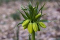 Fritillaria imperialis Maximea Lutea crown imperial flower in bloom, beautiful tall yellow flowering spring bulbous plant Royalty Free Stock Photo