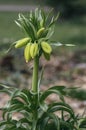 Fritillaria imperialis Maximea Lutea crown imperial flower in bloom, beautiful tall yellow flowering spring bulbous plant Royalty Free Stock Photo