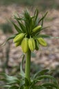 Fritillaria imperialis Maximea Lutea crown imperial flower in bloom, beautiful tall yellow flowering spring bulbous plant Royalty Free Stock Photo