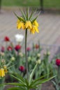 Fritillaria imperialis Maximea Lutea crown imperial flower in bloom, beautiful tall yellow flowering spring bulbous plant Royalty Free Stock Photo