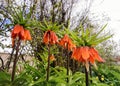 Fritillaria imperialis Royalty Free Stock Photo