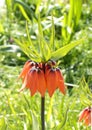 Fritillaria imperialis