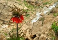 Fritillaria imperialis or Crown imperial flower in Zagros mountains of Iran