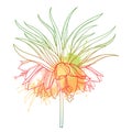 Inflorescence of outline Fritillaria imperialis or crown imperial flower bunch in pastel orange isolated on white background