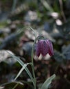 Fritularia meleagris Royalty Free Stock Photo