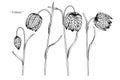 Fritillaria meleagris flower drawing illustration. Black and white with line art.