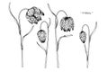 Fritillaria meleagris flower drawing illustration. Black and white with line art. Royalty Free Stock Photo