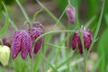 Fritillaria Meleagris in the garden Royalty Free Stock Photo