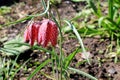 Fritillaria meleagris