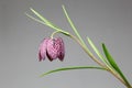 Fritillaria meleagris