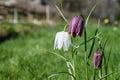 FRITILLARIA MELEAGRIS