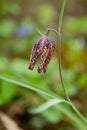 Fritillaria meleagris, or Snake's Head Fritillary, chess Flower