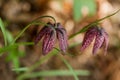 Fritillaria meleagris, or Snake's Head Fritillary, chess Flower