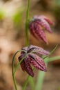 Fritillaria meleagris, or Snake's Head Fritillary, chess Flower