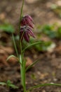 Fritillaria meleagris, or Snake's Head Fritillary, chess Flower