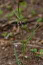 Fritillaria meleagris, or Snake's Head Fritillary, chess Flower