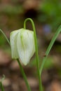 Fritillaria meleagris, or Snake's Head Fritillary, chess Flower