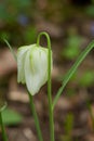 Fritillaria meleagris, or Snake's Head Fritillary, chess Flower