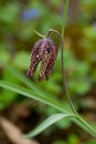 Fritillaria meleagris, or Snake's Head Fritillary, chess Flower