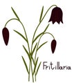 Fritillaria plant illustration