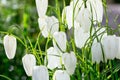 Fritillaria plant in the lily family