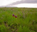 Fritillaria ruthenica