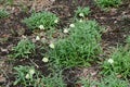 Fritillaria thunbergii ( Zhe bei mu ) flowers.