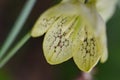 Fritillaria thunbergii ( Zhe bei mu ) flowers.