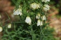 Fritillaria thunbergii Zhe bei mu