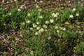 Fritillaria thunbergii Zhe bei mu