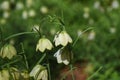 Fritillaria thunbergii Zhe bei mu