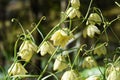 Fritillaria thunbergii Zhe bei mu