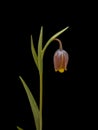 Fritillaria Uva-Vulpis Flower on a Black Background