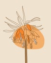 Fritillaria vector linear illustration