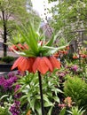 Fritillaries Imperialis Royalty Free Stock Photo