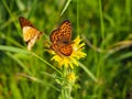 Fritillary Boloria from Nymphalidae