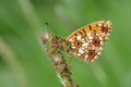 Fritillary Butterfly, Argynnis
