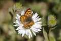 Fritillary Butterfly on Fleabane