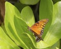 Fritillary Butterfly Royalty Free Stock Photo