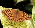 Fritillary Butterfly sitting on a variated leaf Royalty Free Stock Photo