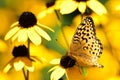 Fritillary butterfly on yellow cone flower Royalty Free Stock Photo