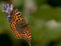 Fritillary (Issoria lathonia) Royalty Free Stock Photo