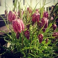 FritillÃÂ°ria meleÃÂ°gri