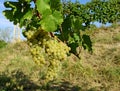 Friulano grape, also known as Sauvignon Vert, hanging on a branch of the vine