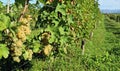 Friulano grape, also known as Sauvignon Vert, hanging on a vine in the hills