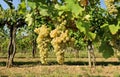 Friulano grape, also known as Sauvignon Vert, hanging on a vine